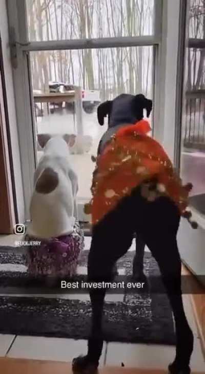 This is why I always spend money for my dogs....they make me happy