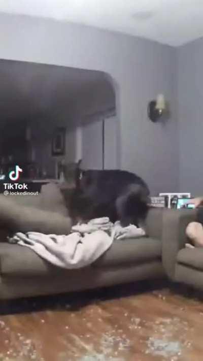 Playing with your dog