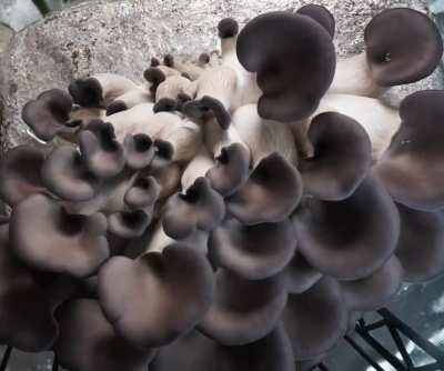 Blue Oyster Timelapse