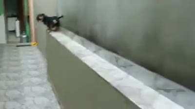 Derpy doggo couldn’t turn around