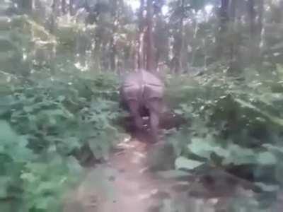 WWLL - Catching tail of a wild Rhino