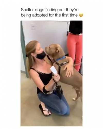 Shelter dogs getting adopted