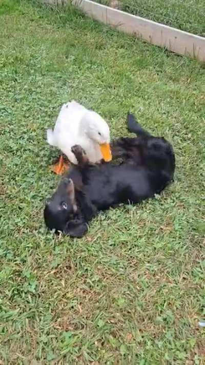 Hercules loves wrestling with his duck friend.