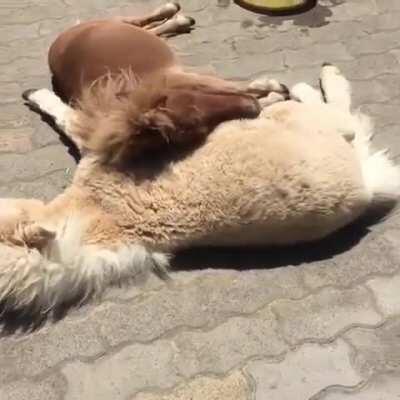 Couple sleeping beauties