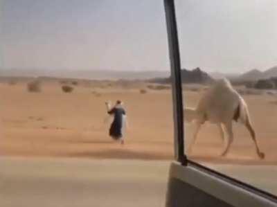 How to get an animal off the road