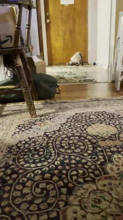 I’ve always wanted a kitten that would play fetch. Meet Clem!