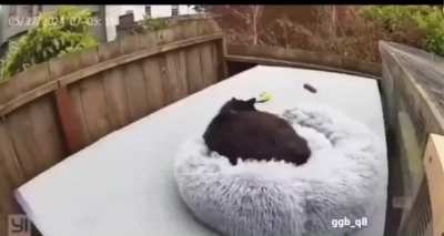 Bunting behavior with food-is this normal?