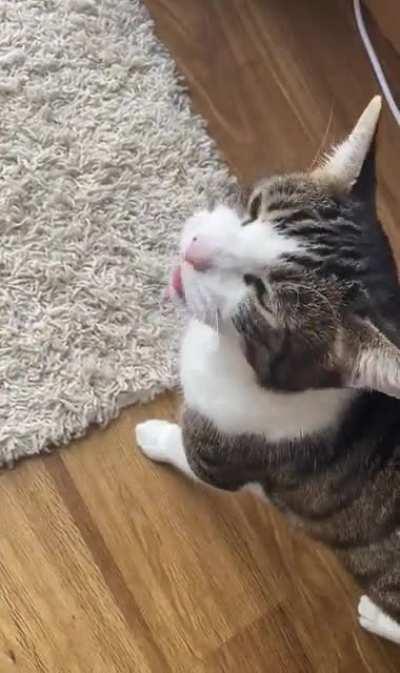 I think this is called a squeak-blep