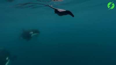 Orca deliberately slaps precocious stingray