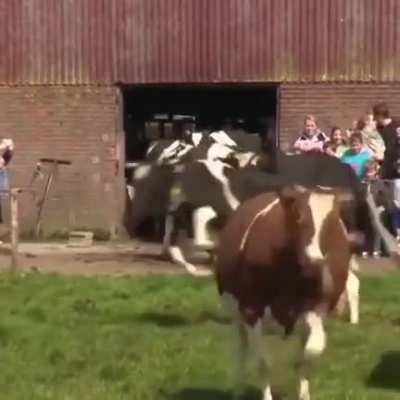 Dairy cows sees grass for the first time after 6 months.