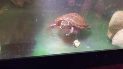 My Eastern Painted Turtle 🐢 now loves blueberries!