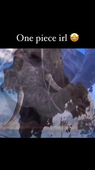 One Piece irl🤩😍😍