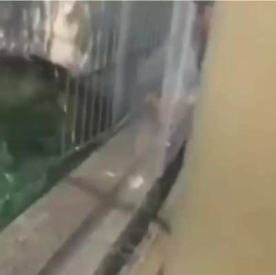 It sounds like this Seal ate the best fish of his life 😂