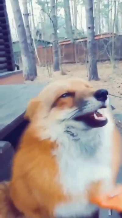 Yay cute foxxo