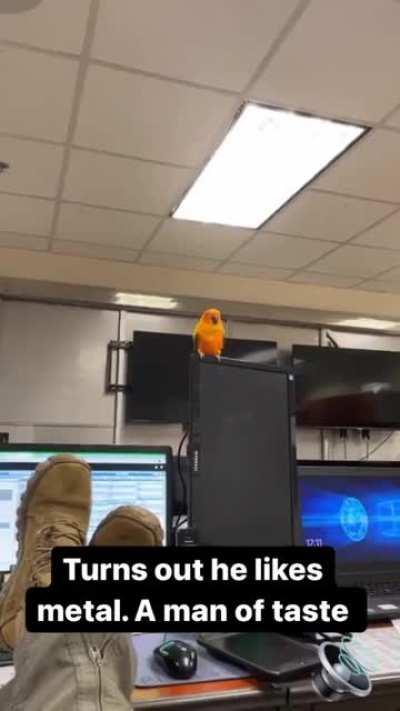 This sun conure was found at a ski resort in South Korea. He was cold and looking for somewhere warm to stay. He flew up to a balcony at a hotel and our friends took him/her in. The hotel reception told us he was a pet that had been left and that he neede