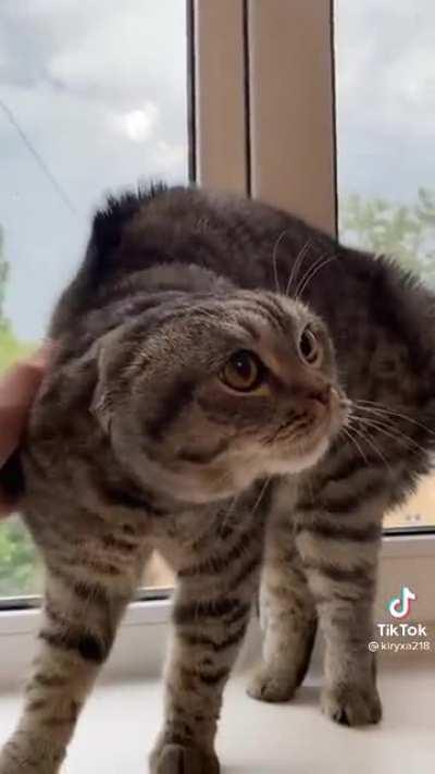 Kitty got spooked by lightning