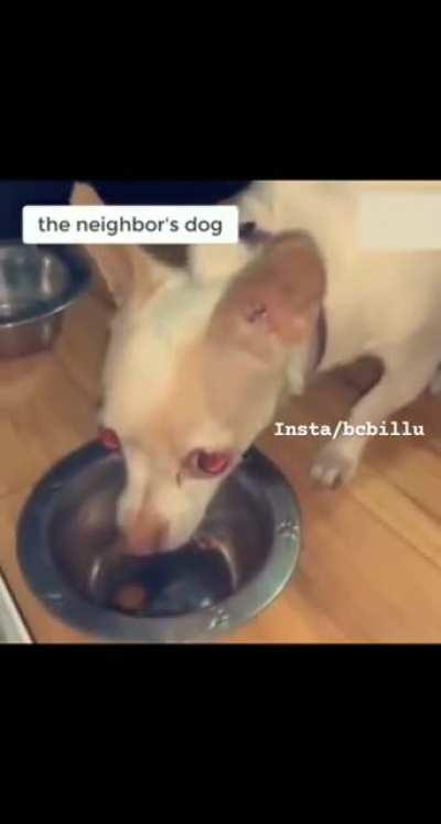 Putting dogs on a diet