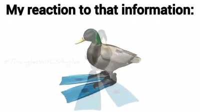 My Reaction To That Information (as a duck)