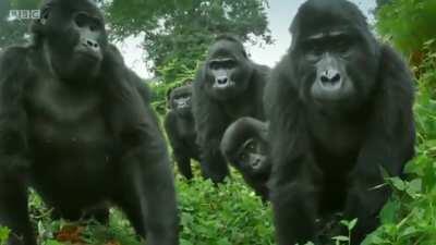 Shills trying to infiltrate r/GME