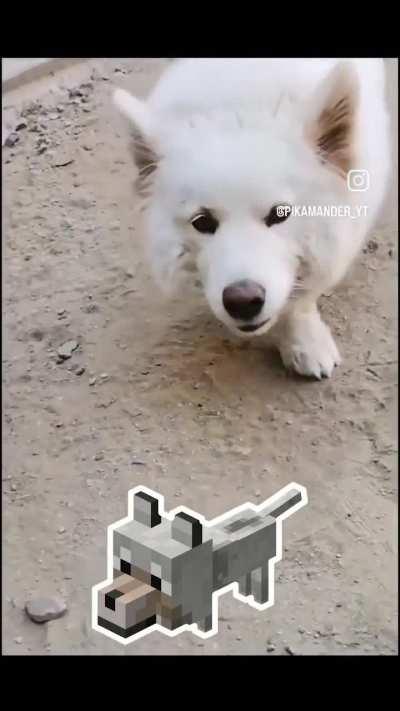 Minecraft dog irl