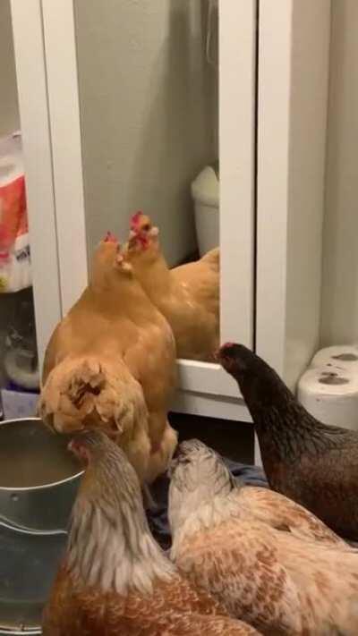 I brought my little flock inside last night because the smoke is so bad in Seattle. There has been some drama as a result... (sorry for vertical)