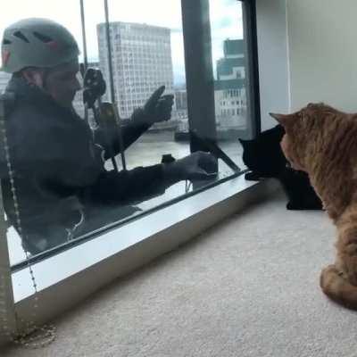 Cats being entertained by the window washer