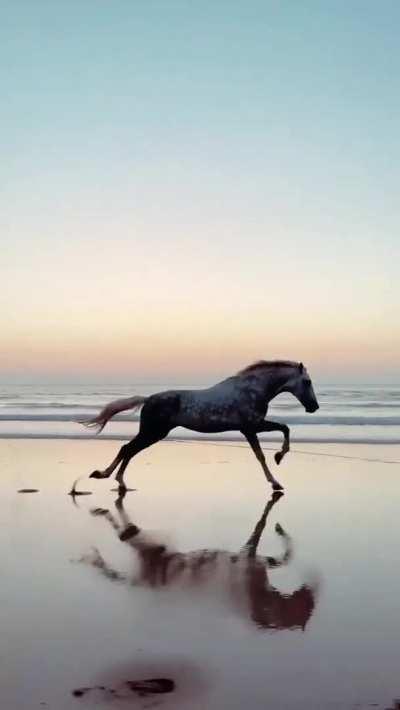 Full beast mode! This horse on a beach in Morocco and the smooth cinematographer who captured her