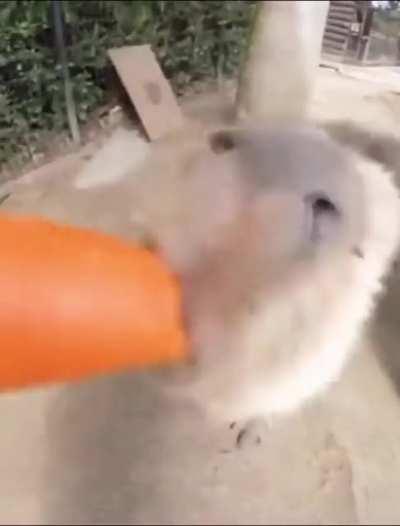 Motivational man helps feed hungry capybara a carrot vegetable
