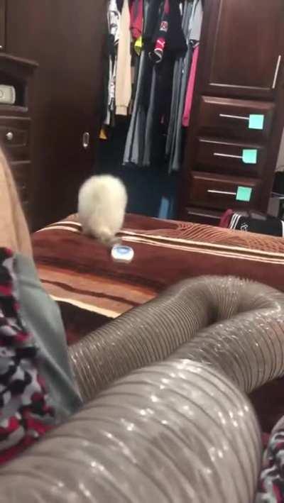 Anyone in the mood for a derping ferret?