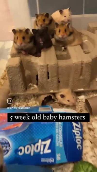 5 week old hamster pups!