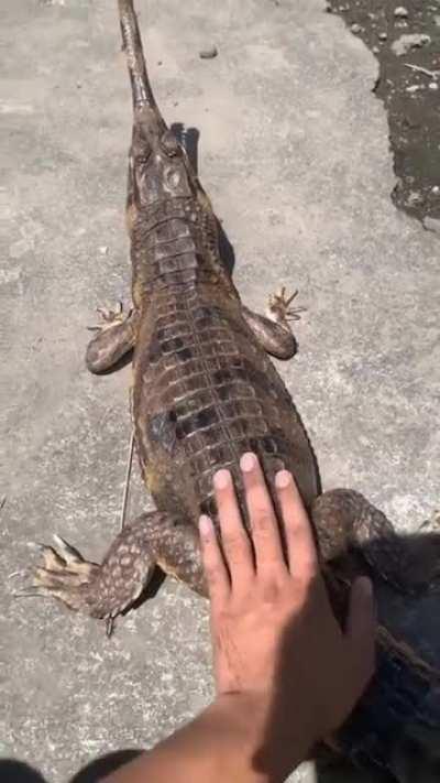 Don't pet alligators