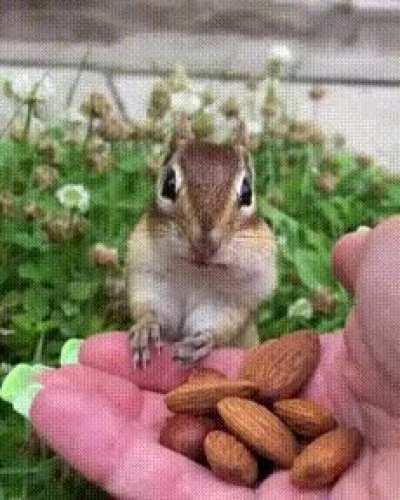 Squirrel tastes almonds for the first time and gets its mind blown