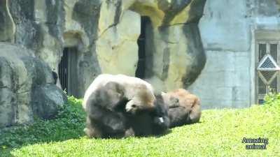 D'jeeco, a Silverback Gorilla in Taiwan rapidly breaks up a fight between his two mates, Iriki and Tayari(the aggressor), with an impressive tackle. Keeping the peace within the troop is as important for a silverback as it is protecting them from external