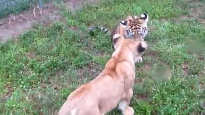 Tiger cub and lion cub, play fighting