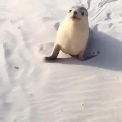 It's so cute, until...