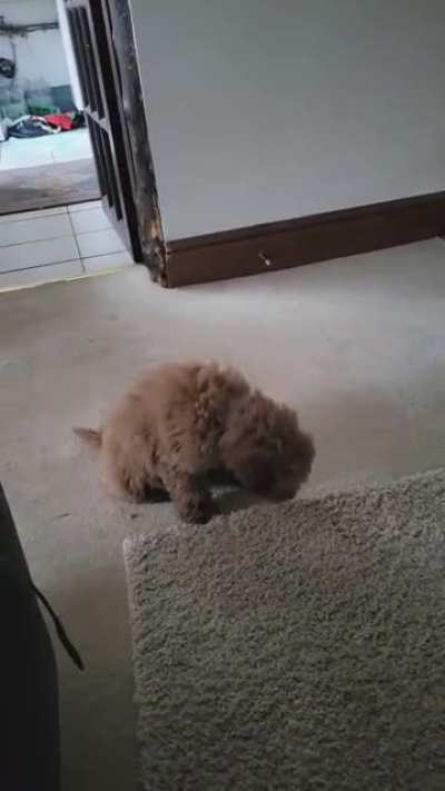 Cute Coco