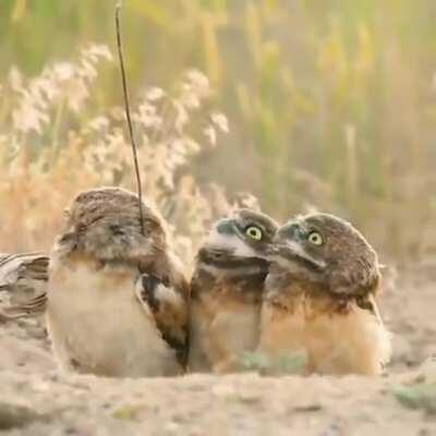 Owls are confused at their mates stick 😄