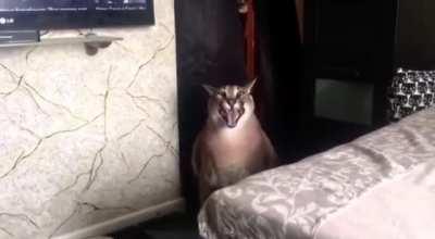 not the usual post here but i made a beat sampling big floppas kerr and i wanted to know what you guys think