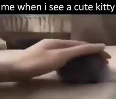 just a quick question: cats or dogs? personally, i'm more of a birb person