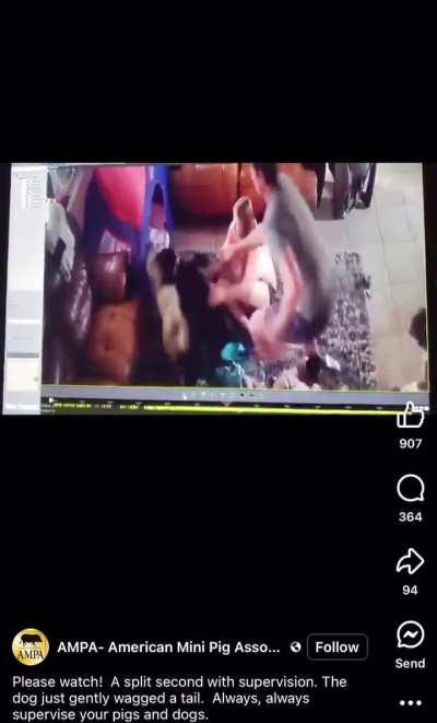 Keeping a pig and a pit mix together. Smart choice! 