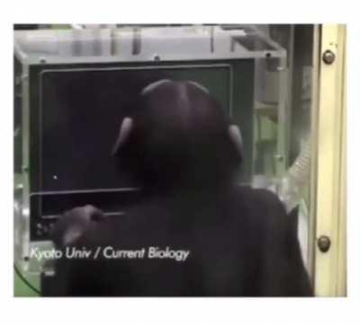 Chimpanzees have insane memory