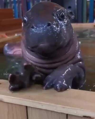 blessed_hippo