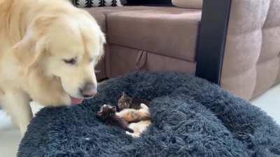 to own the bed completely.