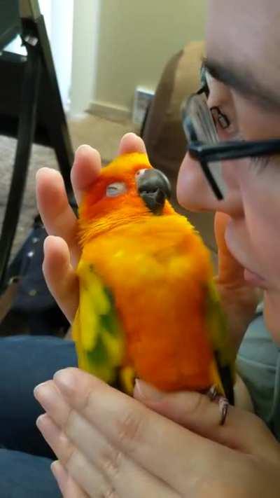 The wing twitch of happiness!