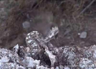 Spider-tailed viper is filmed for the first time in world