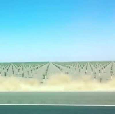 Neatly laid out field.