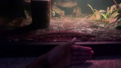 Fish bros growing up