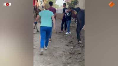 Dutch woman takes on Egyptian man who beats a donkey