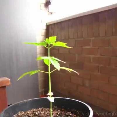 Simpático time-lapse