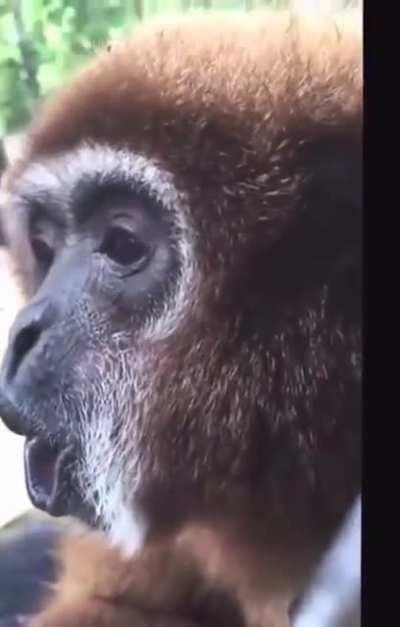 Sound Effects Included